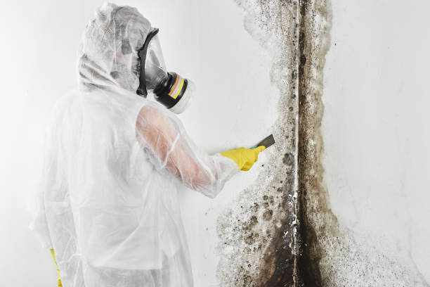 Best Attic Mold Removal  in Egypt Lake Leto, FL