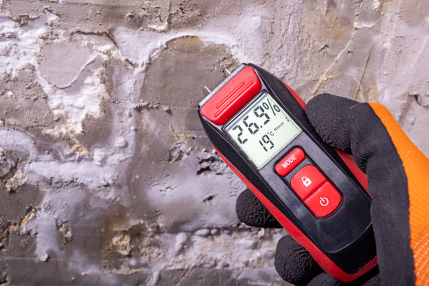 Best Professional Mold Removal  in Egypt Lake Leto, FL