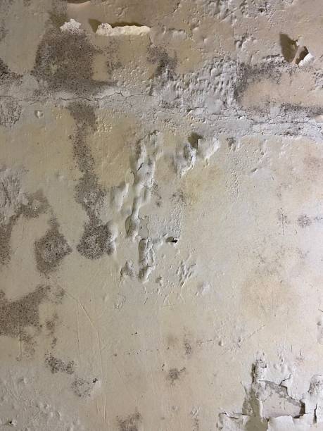 Best Mold Testing  in Egypt Lake Leto, FL