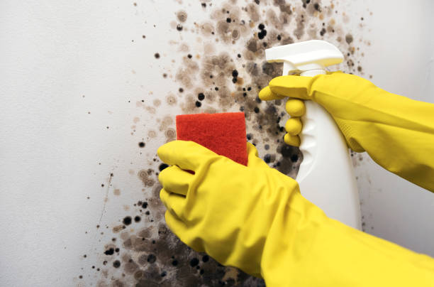 Best Toxic Mold Removal  in Egypt Lake Leto, FL